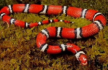 wc male temporalis from Tyrrell County NC